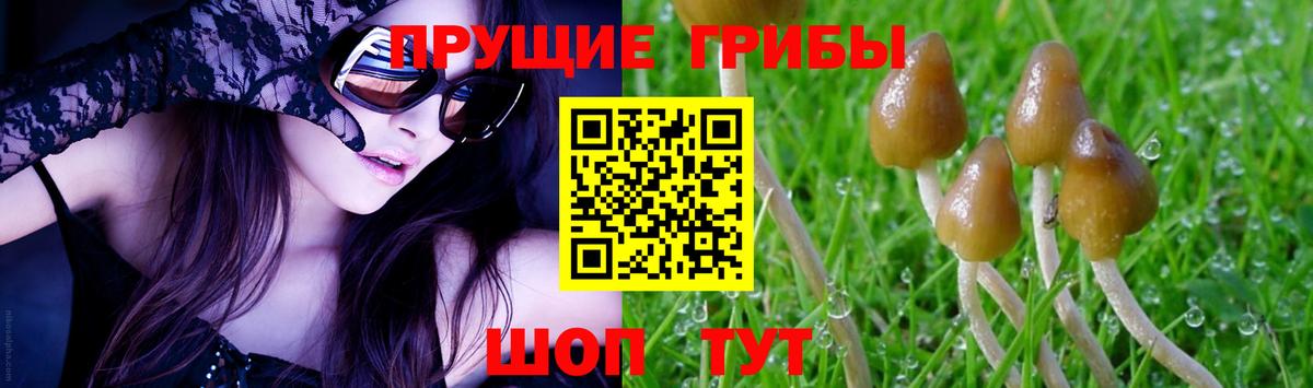 Братск  Псилоцибиновые грибы Psilocybine cubensis  Вход с VPN 